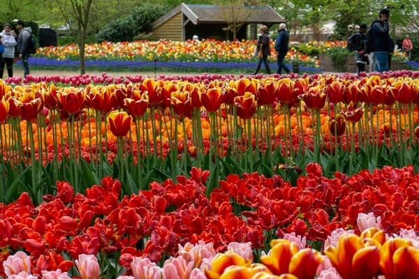 Keukenhof tulip gardens, Amsterdam
