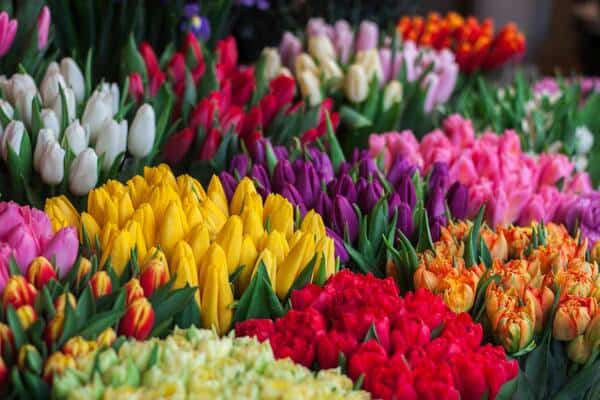 Assorted coloured tulips