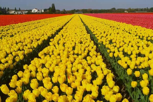flower field in Amsterdam with yellow and red tulips planted in rows
