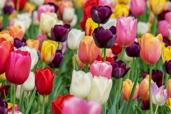 a lot of colourful tulips