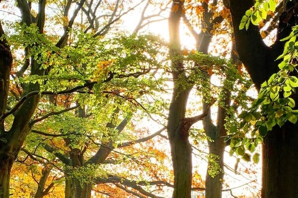 Autumnal trees in Hampstead Heath, London.