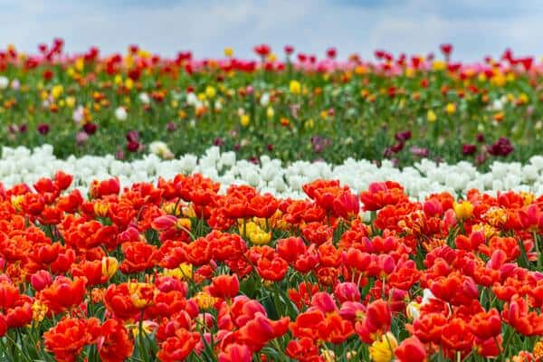 Tulip field in Amsterdam