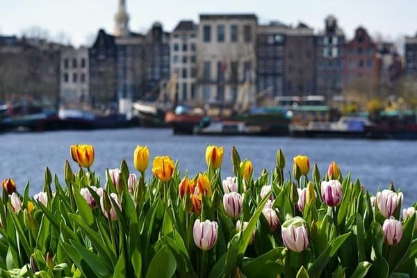 tulips by a canal in Amsterdam