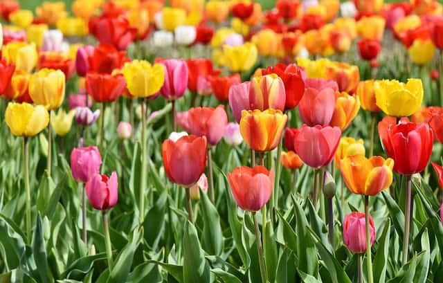 yellow, red and pink tulips in a floral setting