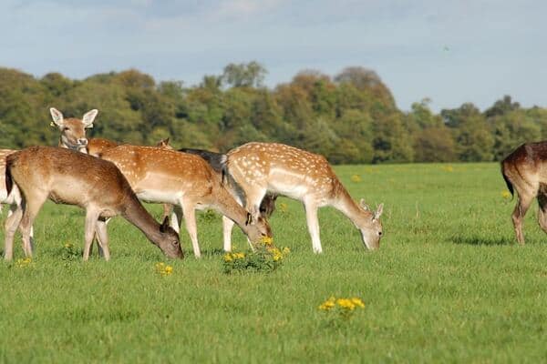 Deer in Phoenix Park in Dublin