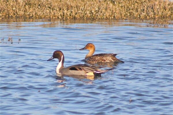Two ducks at Bull Island in Dublin