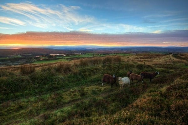 Irish countryside with sheep