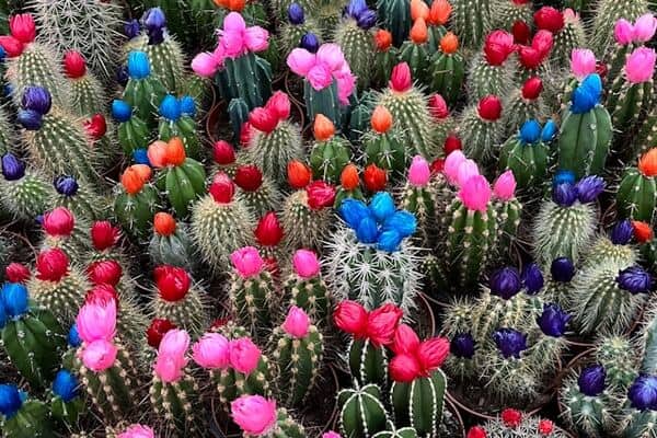 Cacti from Bloemenmarkt