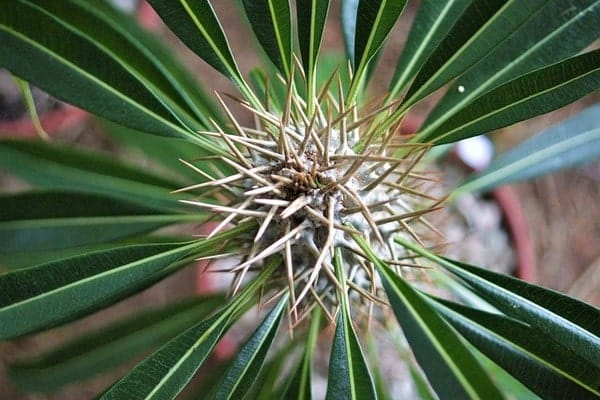 Close up of a cactus