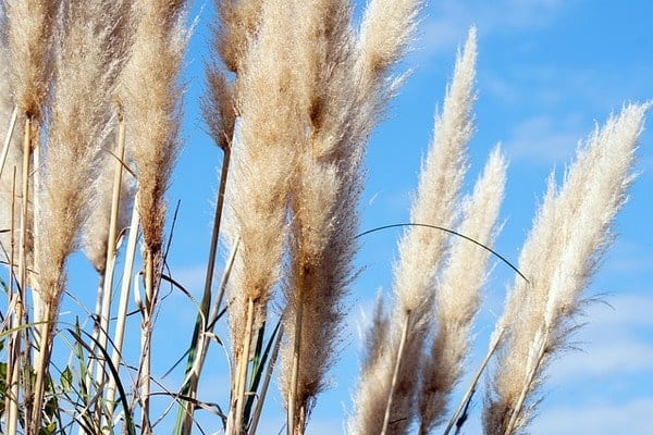 Pampas and blue sky