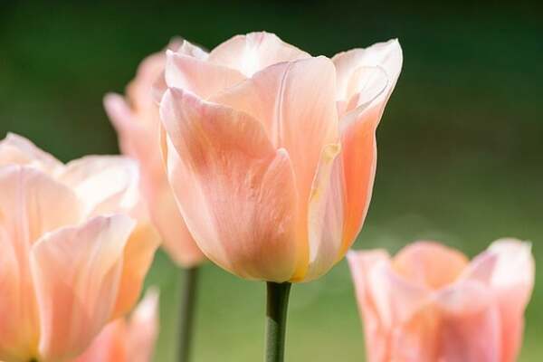Pink tulips