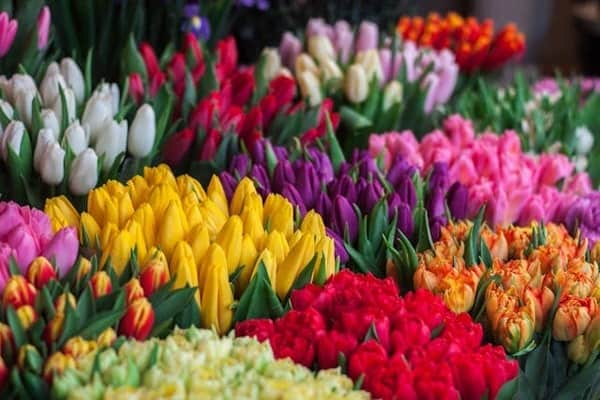 Colourful bouquets of tulips