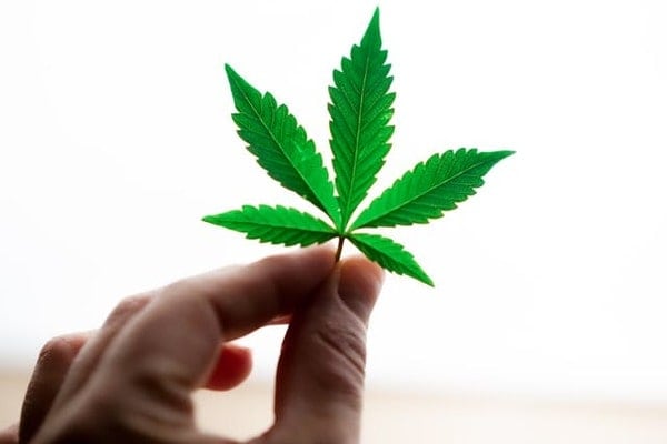 Someone holding a cannabis leaf