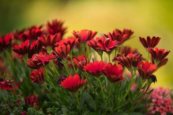 Red Gerbera Flowers