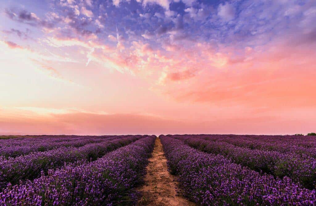 Lavender field in the summer
