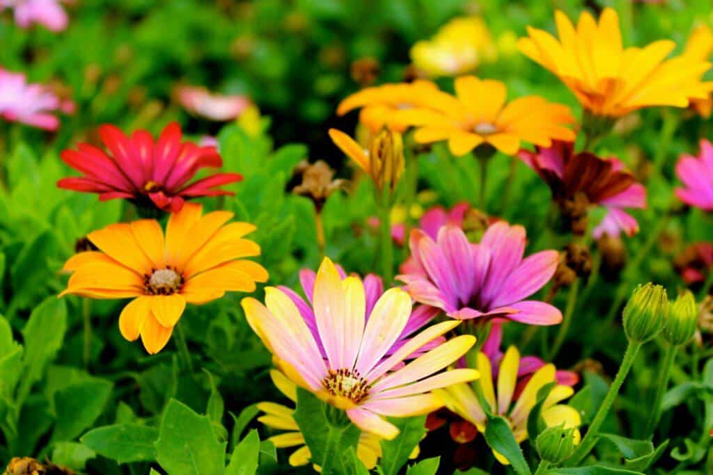 Yellow and pink flowers