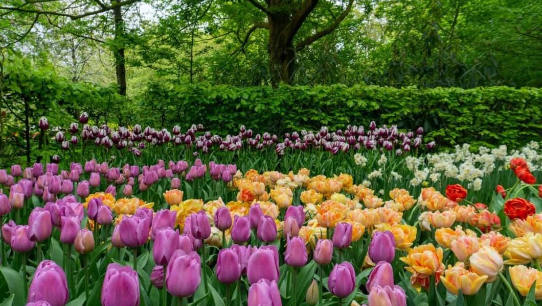 Tulips in a park in Amsterdam, Netherlands